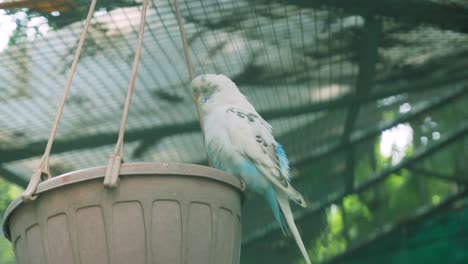 las aves están confinadas en jaulas