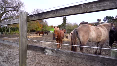 group of brown horses standing and eating straw in slow motion