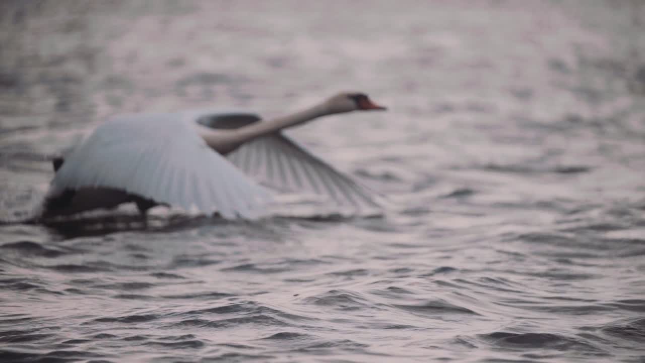 elegante cisne mudo comienza a caminar sobre el agua, despega y se va volando