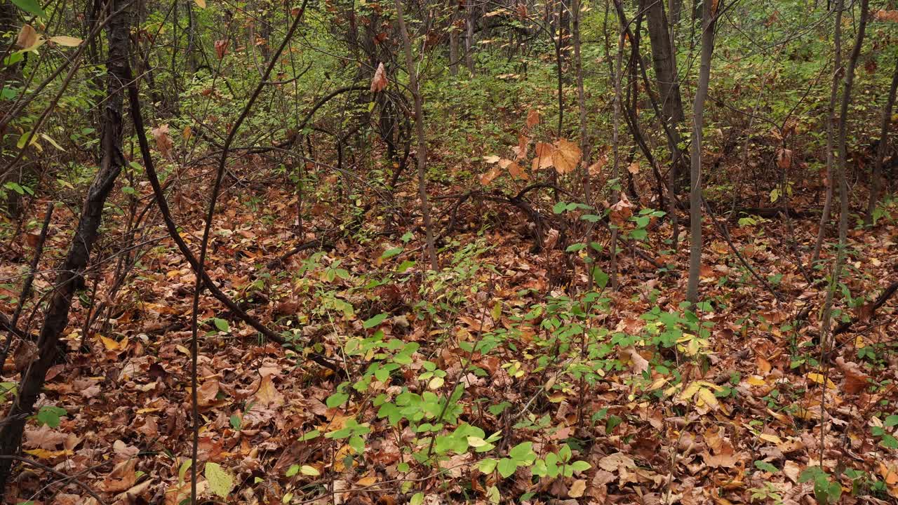 In una splendida giornata autunnale, si possono ammirare molti colori incantevoli a terra, dati dalle foglie cadute. Tra queste, sono ancora visibili alcune foglie e alcuni rami verdi.