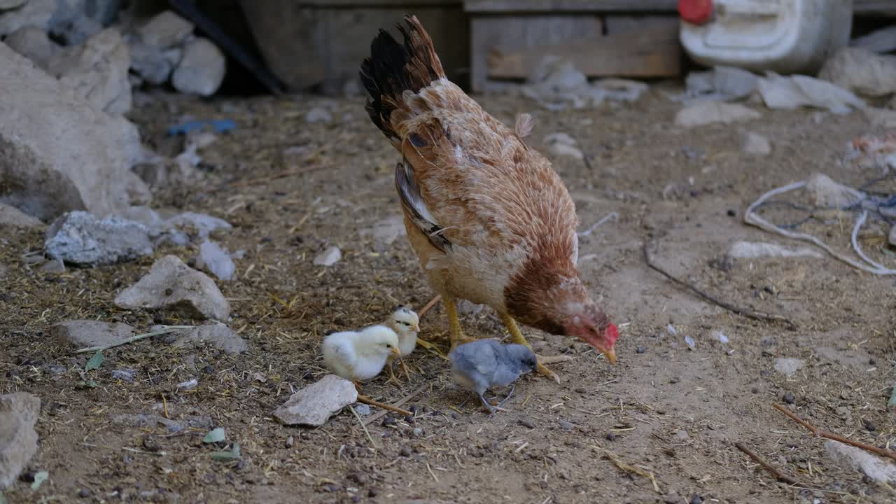 Anak ayam makan biji-bijian
