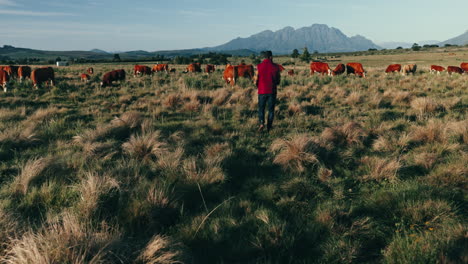 Sustainability,-agriculture-and-man-with-cattle