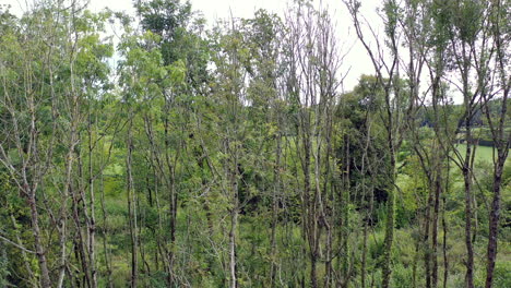 Drone-shot-moving-forwards-towards-a-canopy-of-Ash-trees-with-signs-of-the-disease-Ash-Die-Back-in-the-UK-3