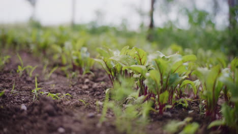 Close-Up-of-Young-Red-Beet-and-Chard-Seedlings