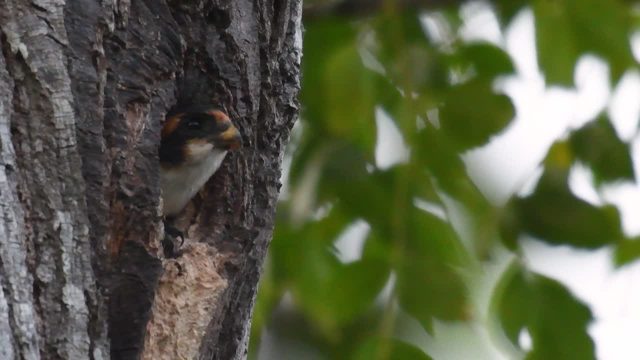 el falconet de muslo negro es una de las aves rapaces más pequeñas que se encuentran en los bosques de algunos países de asia