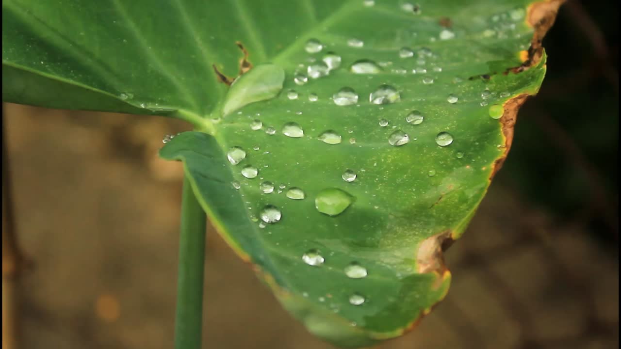 잎 에 내리는 이슬