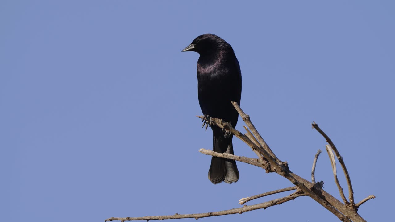 primer plano de un tordo salvaje y brillante