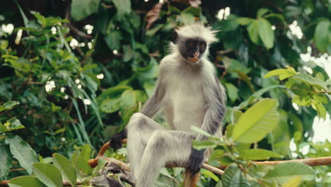 red colobus monkey in a tropical forest