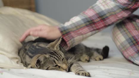 mujer en pijama mascotas joven gato atigrado en la cama