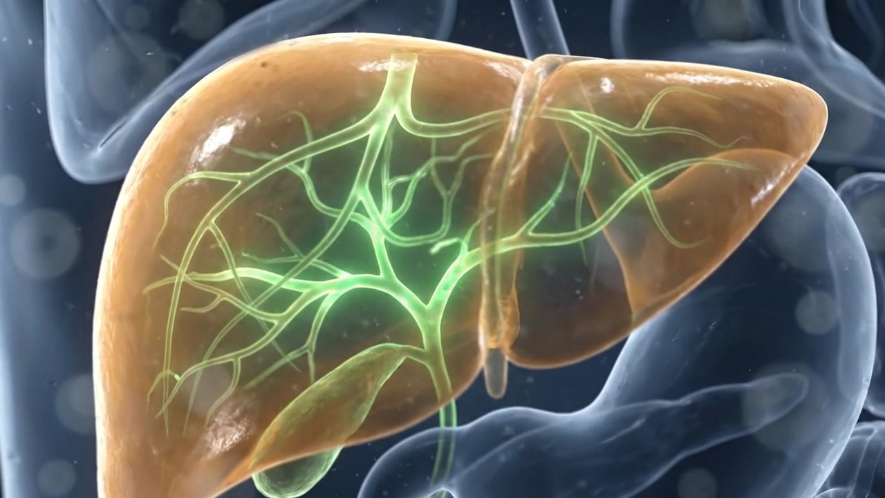 Human liver with glowing green vascular network inside transparent upper torso visualization