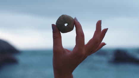 close up of hand holding urchin seashell on cloudy seaside beach