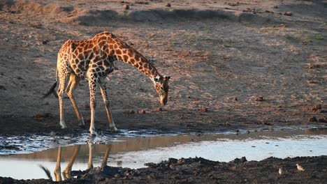 een brede opname van twee volwassen giraffen die drinken in het gouden licht in het kruger national park