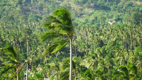 Tropischer-Hintergrund,-Palmen-Im-Wind-In-Thailand,-Nach-Oben-Geneigt