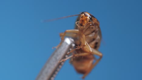 macro footage under microscope of brown cockroach hold by metal instrument on blue background