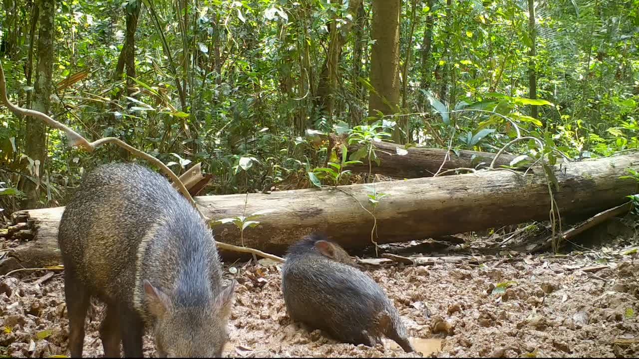 animales salvajes en el bosque tropical
