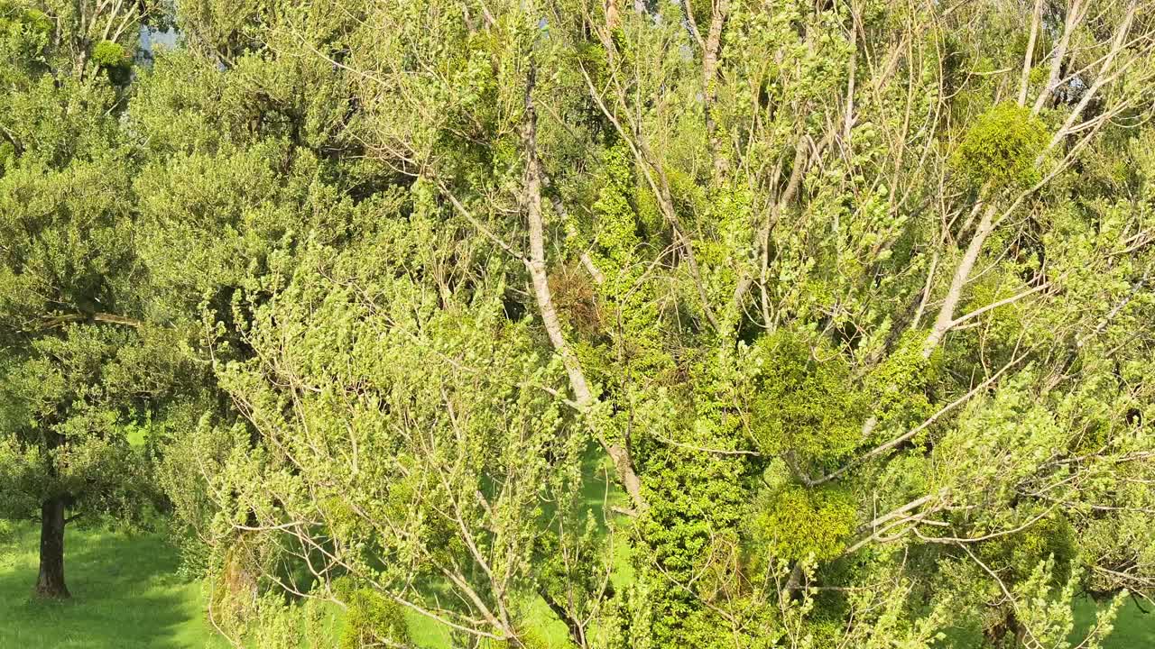 Aerial view over treetops at Weesen, Glarus, Switzerland, showcasing lush greenery and a natural park environment