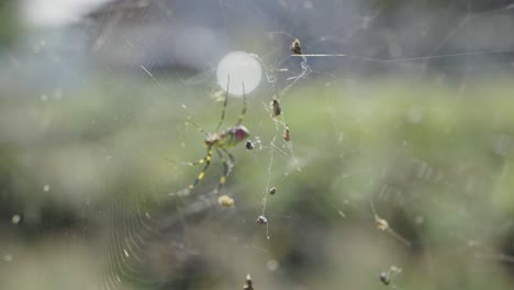 araña joro, tejedor de orbe dorado japonés, disparo de enfoque en rack