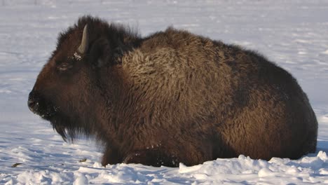 Bison,-Der-Den-Harten-Winter-In-Superzeitlupe-überlebt