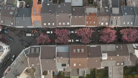 Drone---Aerial-top-shot-of-the-Cherry-Blossom-in-the-city-Bonn-Kirschbluete-in-der-Heerstraße-Breitestraße-Bonn-Tourism-30p