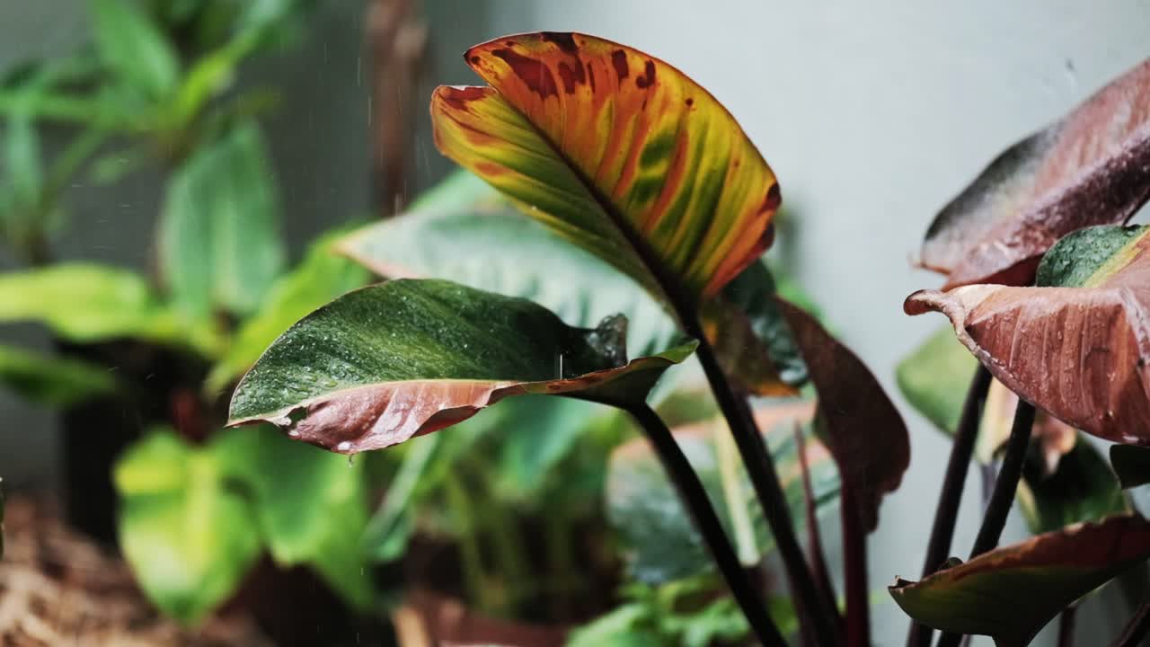 Large rain drops splash onto a large leafed plant in a tropical garden