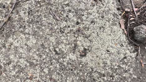 close-up of lichen on rock surface