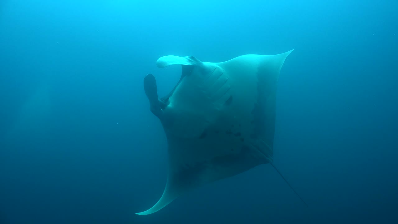 manta raya proveniente del azul que pasa frente a la cámara que muestra debajo del vientre