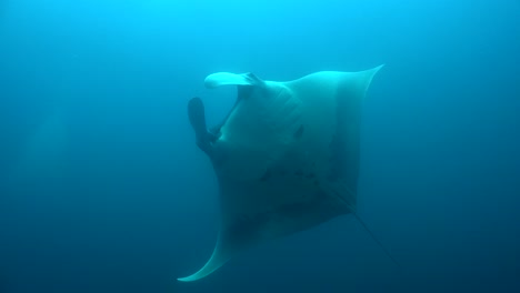 manta ray coming in from the blue passing in front of the camera showing under belly