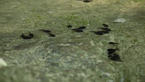 tadpole family and green nature background