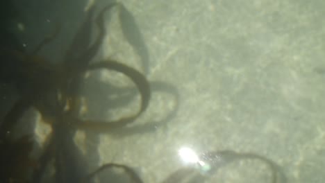 Sun-reflection-on-turquoise-sea-water-surface-with-some-green-laminaria-algae-at-the-background