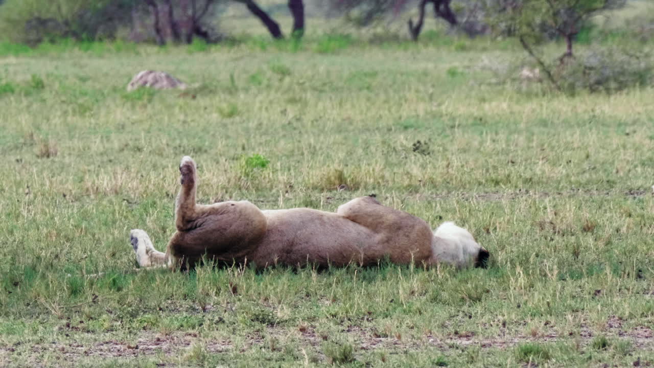 Adorable leona adulta se revuelca en la hierba bajo la cálida luz del sol