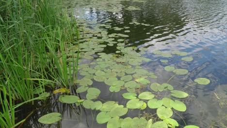 beautiful view of the lake, water lily leaves and reeds and traffic to the shoreline and campground