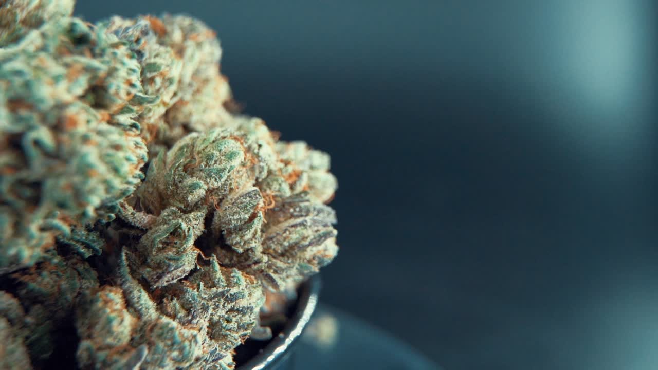 A macro close up cinematic shot of a cannabis plant, marijuana flower, hybrid strains, Indica and sativa, THC, on a 360 rotating stand in a shiny bowl, 120 fps slow motion Full HD, studio lighting
