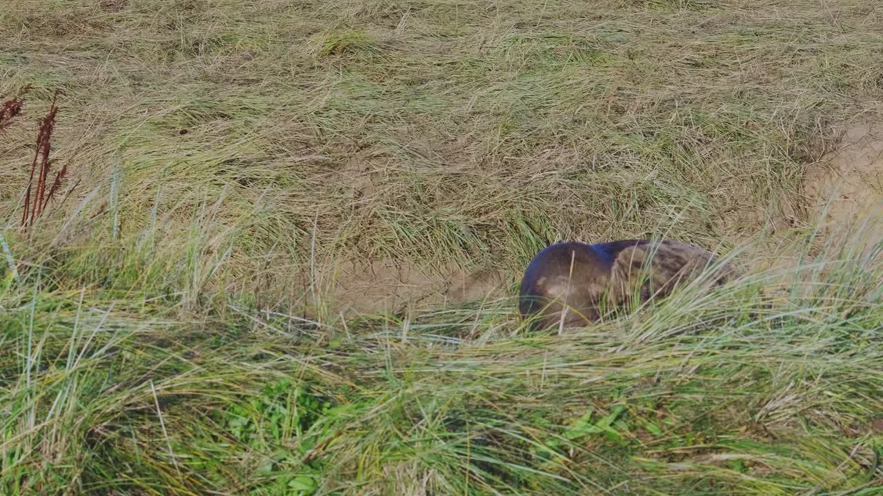 la temporada de cría de la foca gris atlántica se desarrolla con cachorros recién nacidos, de pelaje blanco y alimentados por las madres en el cálido sol de la tarde de noviembre.