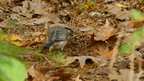 Nahaufnahme-Eines-Amerikanischen-Rotkehlchens,-Das-Sich-Durch-Graben-Durch-Gefallene-Herbstkiefern-Und-Blätter-Ernährt