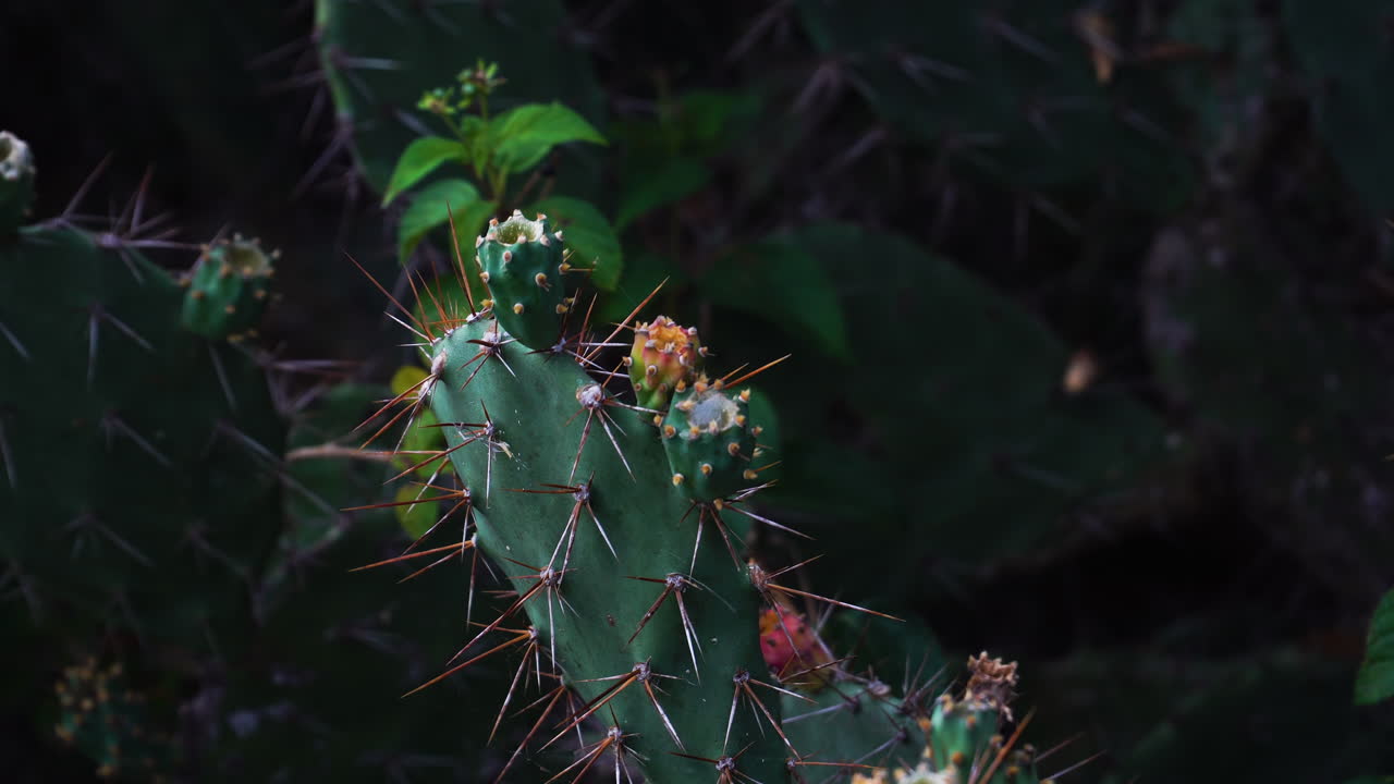 cerca de las plantas de nopal con frutos que crecen en vietnam