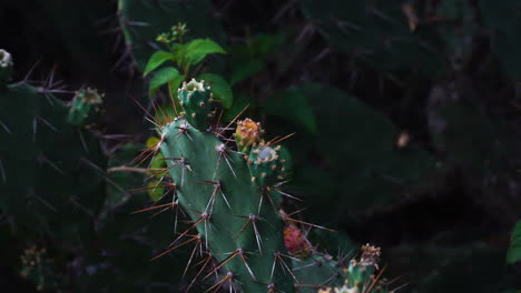 close up of prickly pear cactus plants with fruits growing in vietnam