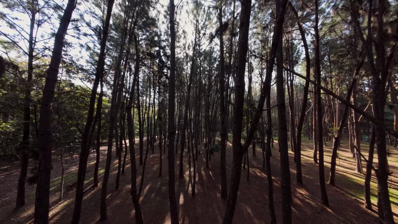 Many Trees in National Park of Aniana Vargas at sunny day. Drone flight between thin tree trunks in summer. Dominican Republic in summer.