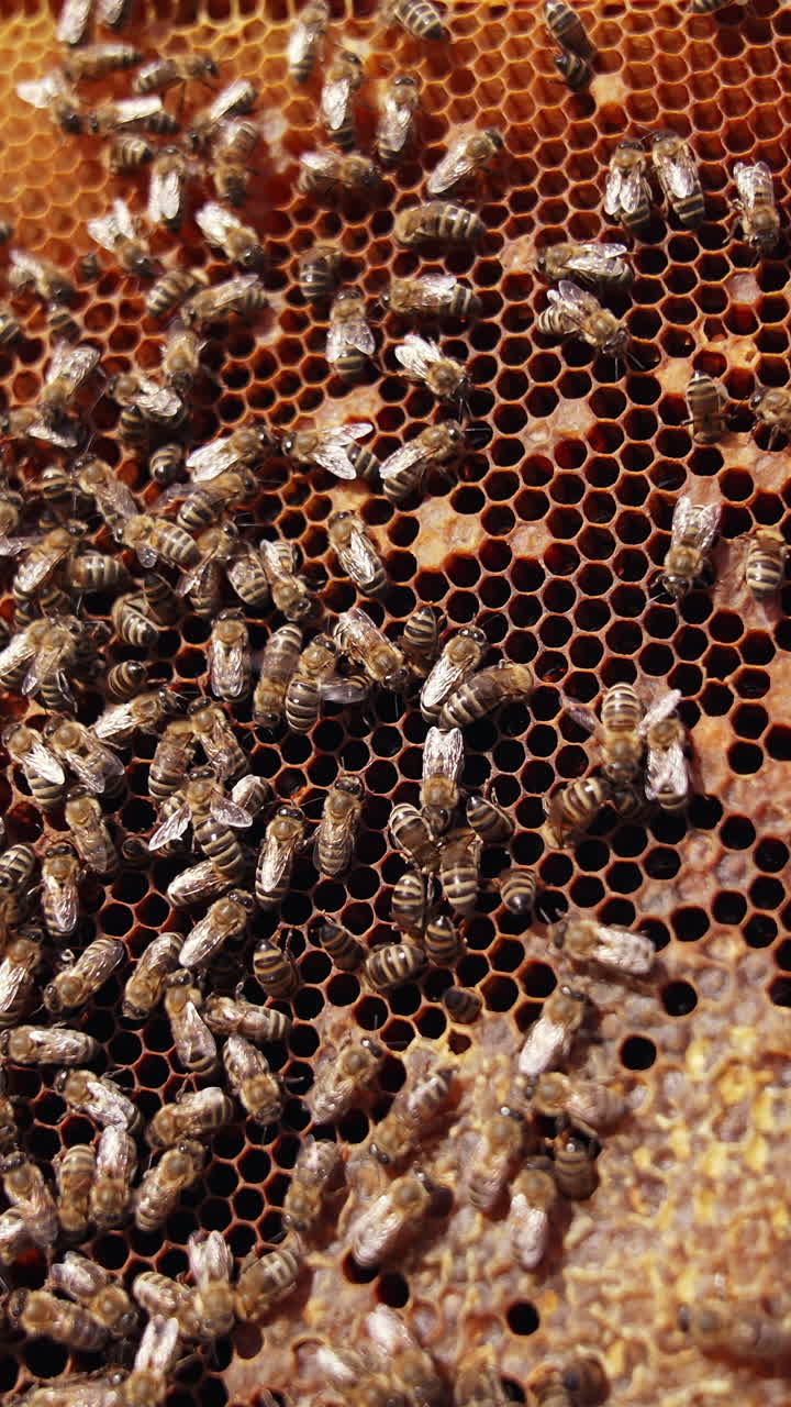 Bees working on a honeycomb. Busy bees crawling on a frame full of honey. Close-up. Organic beekeeping concept. Vertical video