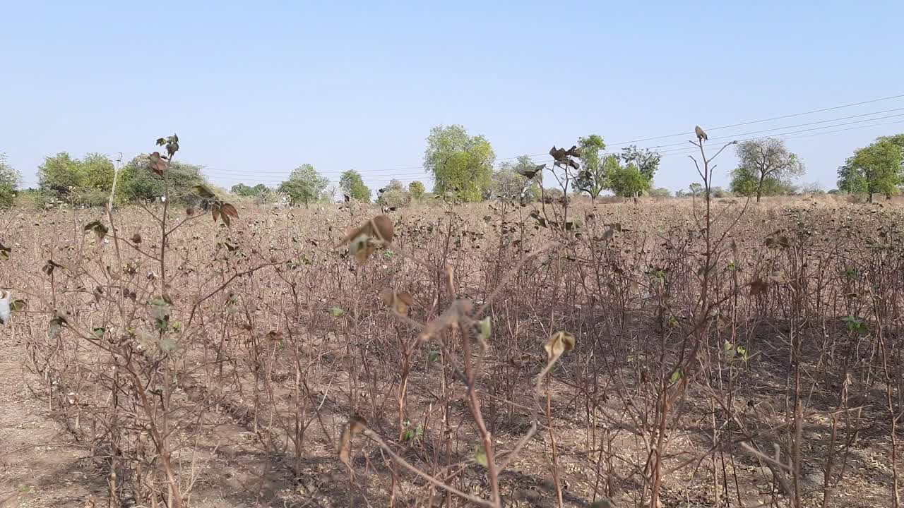 panorama de un campo de algodón y un primer plano de un arbusto de algodón balanceándose en el viento, listo para la cosecha