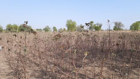 Panorama-De-Un-Campo-De-Algodón-Y-Un-Primer-Plano-De-Un-Arbusto-De-Algodón-Balanceándose-En-El-Viento,-Listo-Para-La-Cosecha