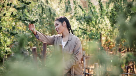woman inspecting cannabis plants