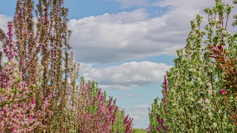 Line-of-blossom-pink-color-tree-against-cloudy-sky,-fusion-time-lapse