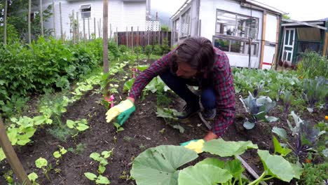 farmer gardening in backyard 4k