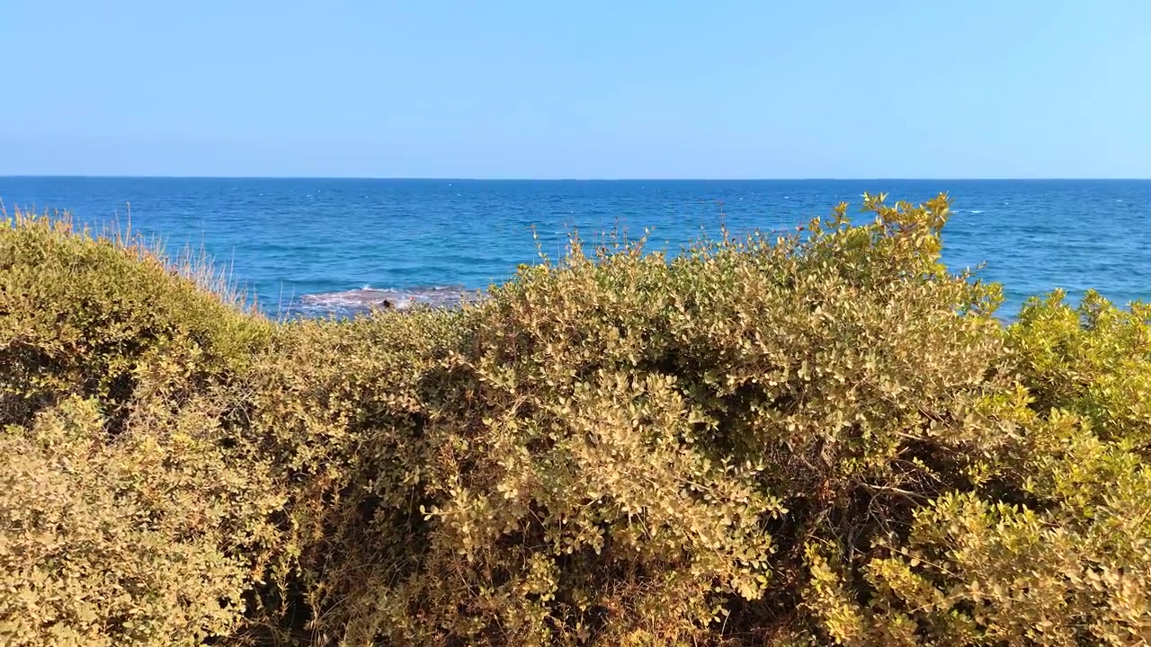 Arbusti verdi che si affacciano sul Mar Mediterraneo blu