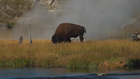 Cinematic-slow-motion-zoom-national-geo-epic-huge-Buffalo-in-grass-Firehole-River-Midway-Geyser-Grand-Prismatic-Basin-Yellowstone-National-Park-wildlife-autumn-fall-sunny-beautiful-colors-daytime