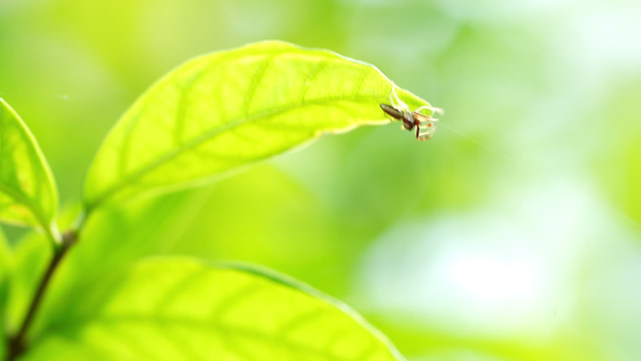 거미는 흐릿한 자연 배경으로 초록색 잎에 거미줄을 고, 녹색 잎의 가지에는 거미줄이 흐릿한 식물 배경에 있습니다.