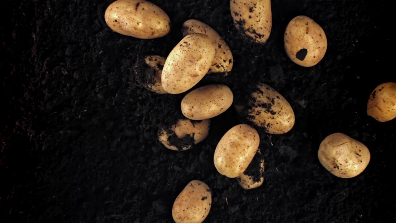 Patate fresche che cadono su un ricco terreno scuro