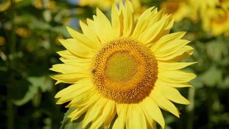 abeja sobre el girasol en flor durante un día soleado y brillante