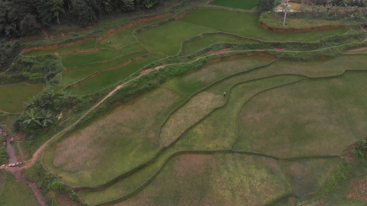 vista superior de un agricultor en el medio de un campo de arroz en vietnam, aérea