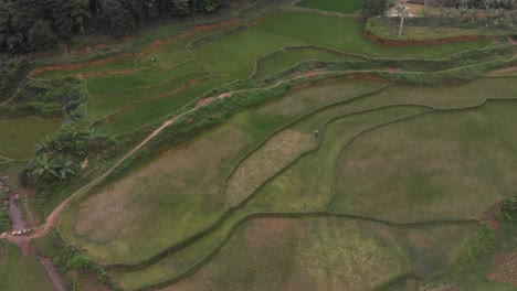 Top-view-of-farmer-in-middel-of-rice-field-at-Vietnam,-aerial